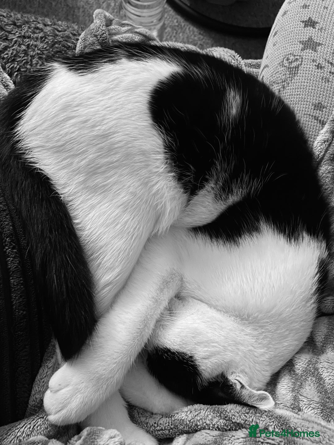 Mixed Breed cats for sale: Bellini & Martini - Image 20