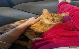 Domestic Shorthair cats for sale: Ginger Boy Lion  - Image 2