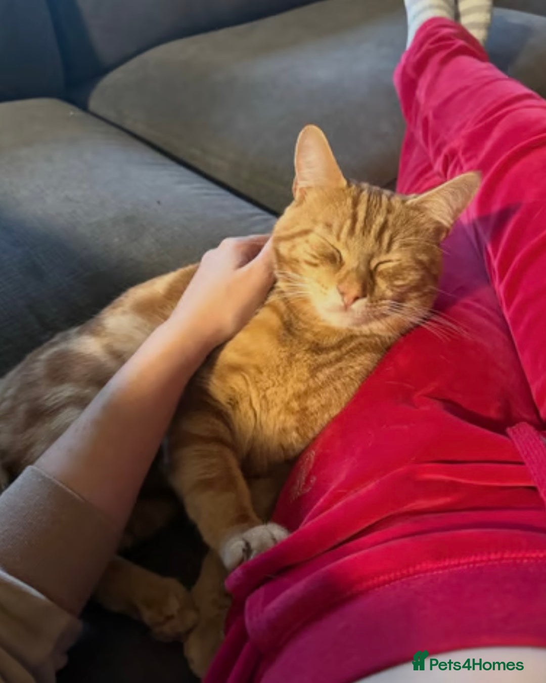 Domestic Shorthair cats for sale: Ginger Boy Lion  - Image 2