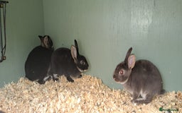 Rex rabbits for sale: Standard Rex rabbits  - Image 2