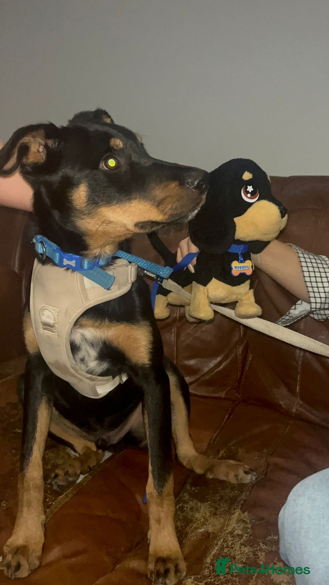 Mixed Breed dogs for sale: Rottie cross border collie - Advert 2