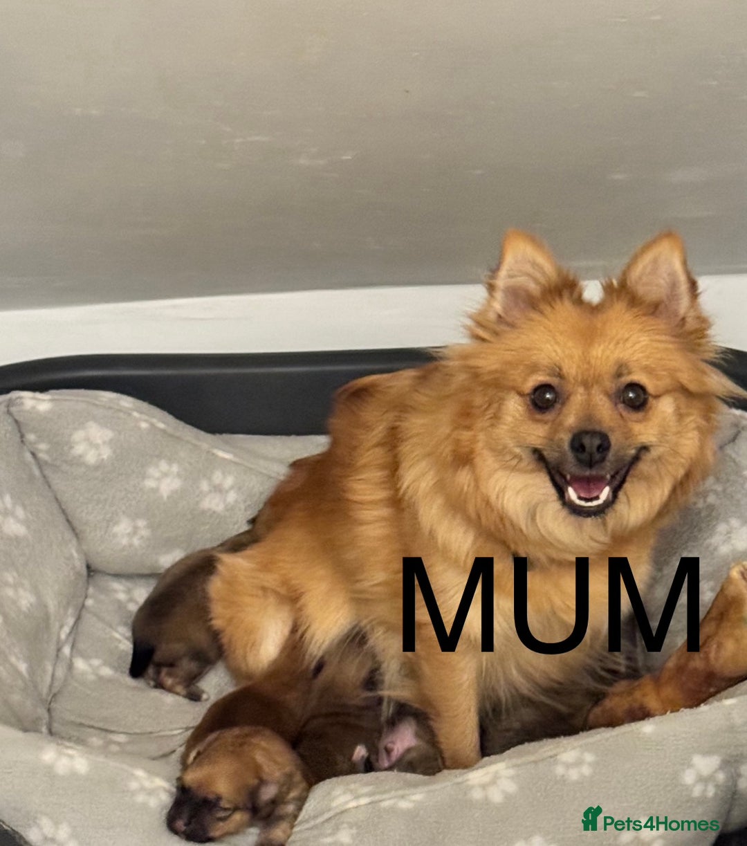 Pomeranian dogs for sale: 6 Adorable Mini/Tiny/ Fluffy Pomeranian Puppies  - Advert 4