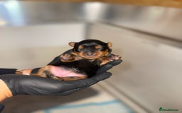 Yorkiepoo dogs for sale: Adorable yorkiepoo puppies ❤️ - Image 9
