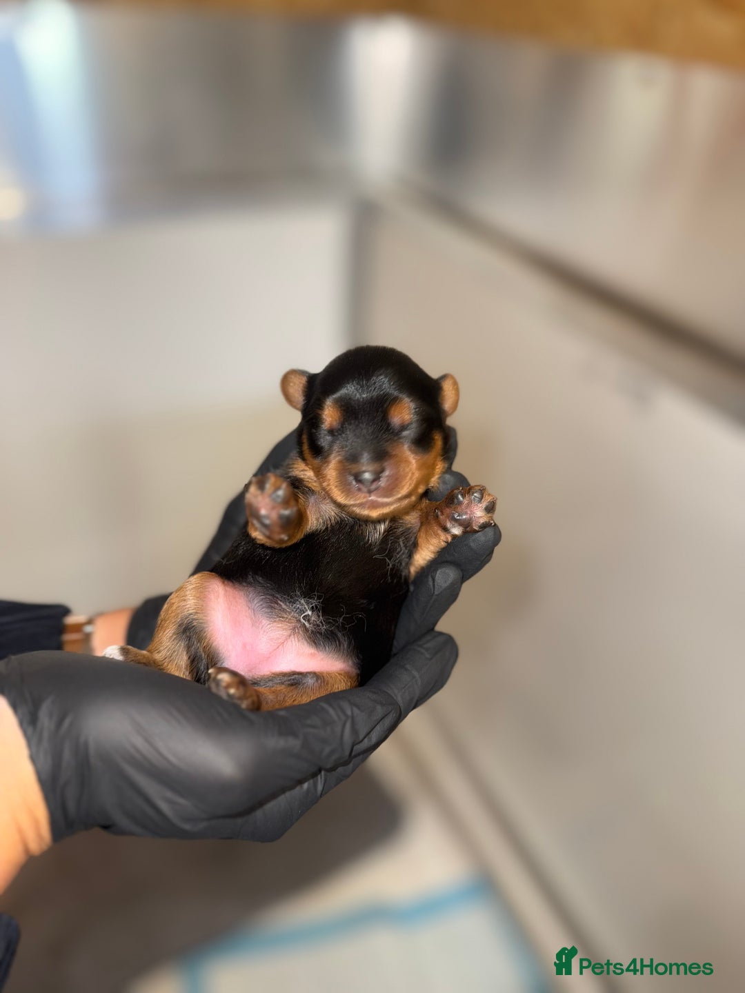 Yorkiepoo dogs for sale: Adorable yorkiepoo puppies ❤️ - Image 9