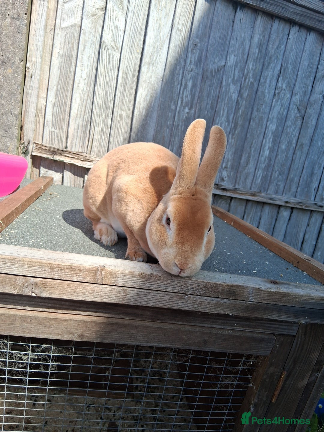 Mixed Breed rabbits for sale: Rabbits, guinea pigs and gerbil  - Image 11