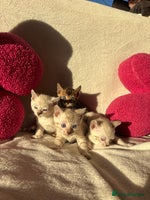 Bengal cats True to type bengal kittens - Advert 8