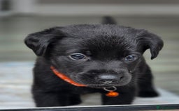 Mixed Breed dogs for sale: Sheprador Puppies - Image 19