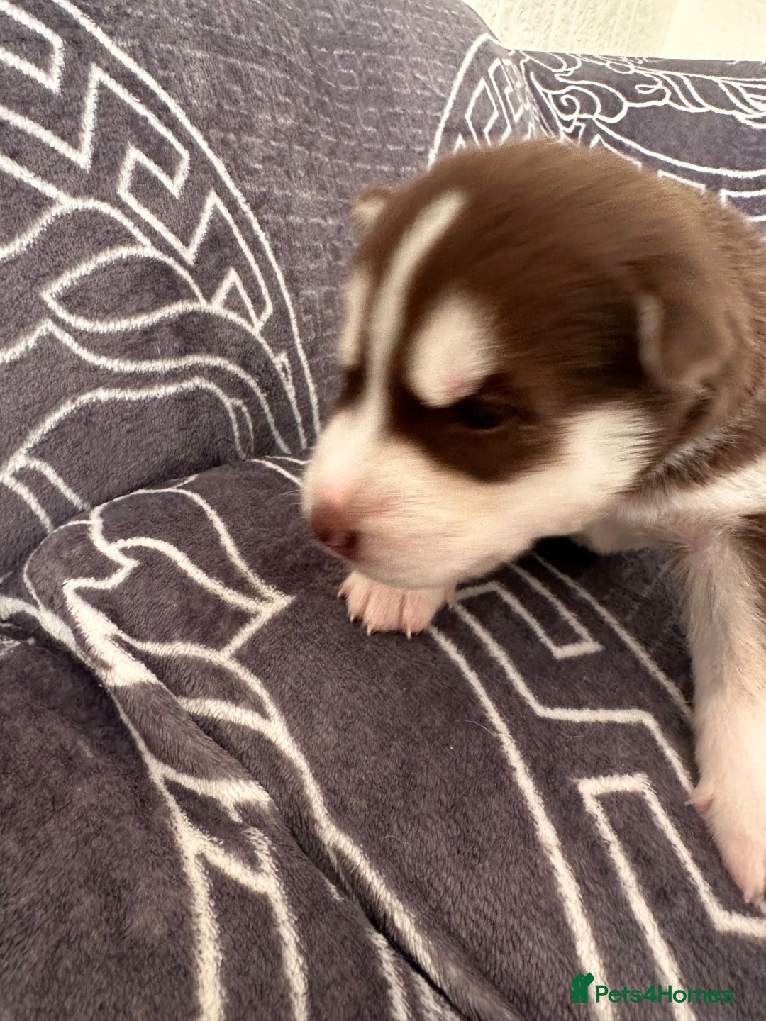 Siberian Husky dogs for sale: full-breed Siberian Husky Puppies  - Image 7