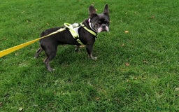 Mixed Breed dogs for adoption: ❤️Binx - 3 yo Frenchie x Boston terrier girl ❤️ - Image 10