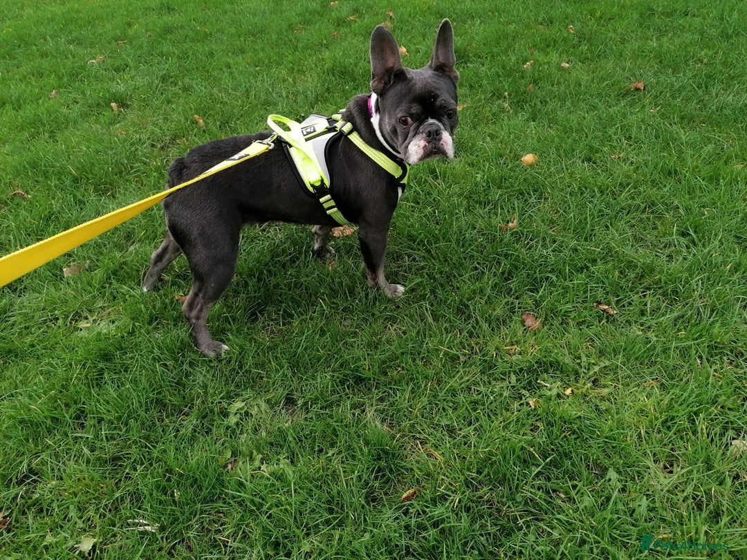 Mixed Breed dogs for adoption: ❤️Binx - 3 yo Frenchie x Boston terrier girl ❤️ - Image 10
