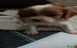 Cavalier King Charles Spaniel dogs for sale: King Charles cavalier puppies ready on 25th Sept! - Image 5