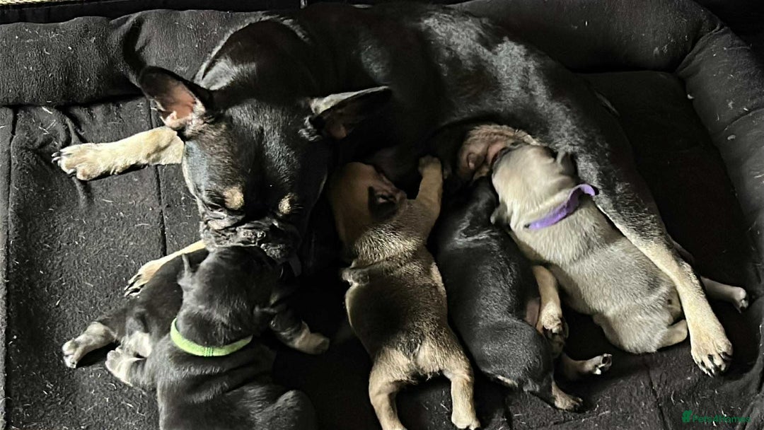 French Bulldog dogs for sale: French bulldog puppies  - Image 9