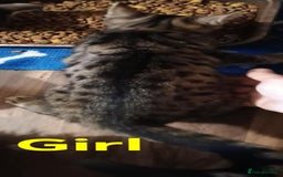 Bengal cats for sale: Bengal cross kittens ready now  - Image 2