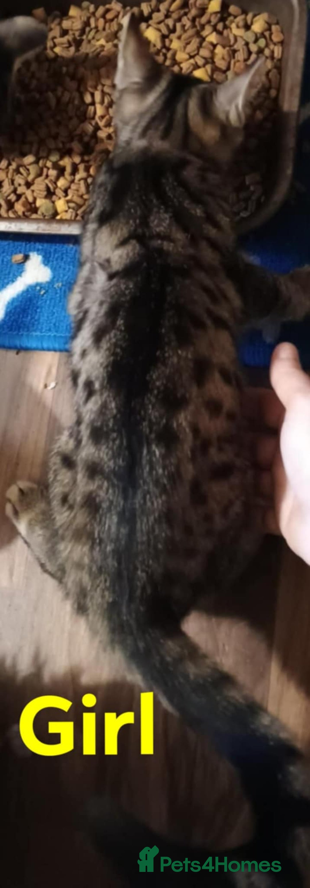 Bengal cats for sale: Bengal cross kittens ready now  - Image 2