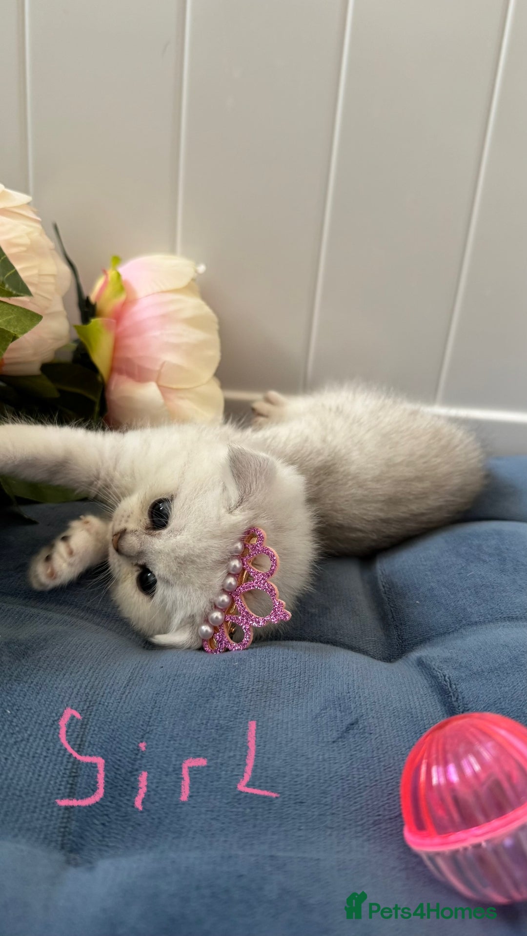 Scottish Fold cats for sale: 2 Scottish Girls  - Image 17