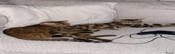 Bengal cats for sale: Make bengal kitten  - Advert 5