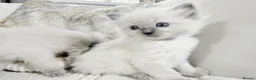 Ragdoll cats for sale: Blue Point Ragdoll Kittens for sale - Advert 21