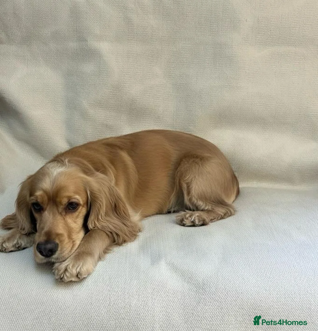 Cocker Spaniel dogs for sale: Cocker Spaniel Puppies - Advert 16