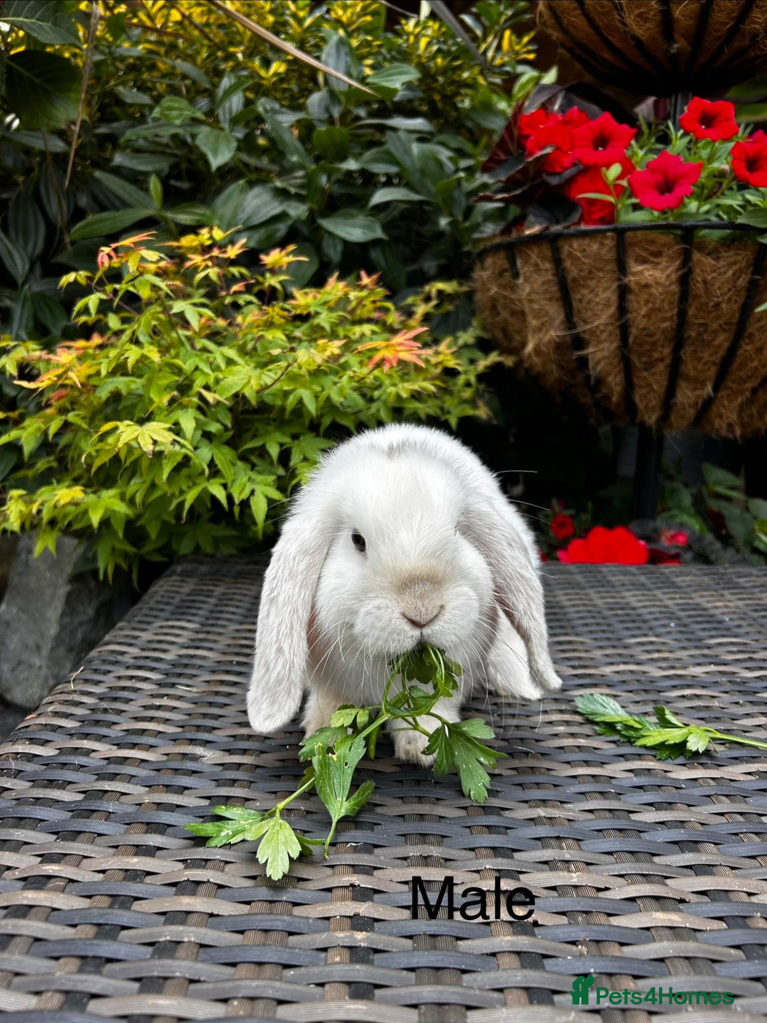 Mini Lop rabbits Stunning pure bred mini lops - Advert 1