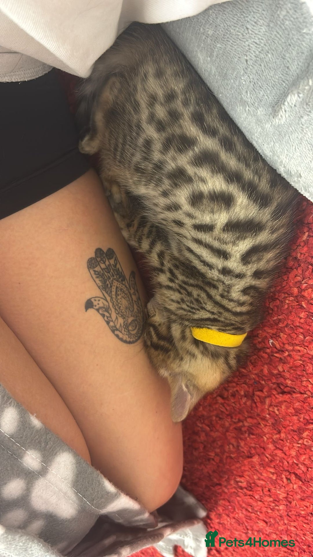 Bengal cats for sale: Bengal kittens  - Advert 7