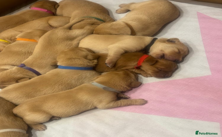 Labrador Retriever dogs - Advert 5