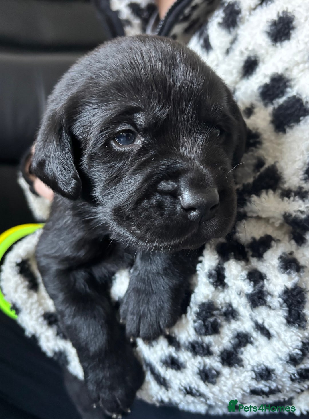 Labrador Retriever dogs for sale: 1 beautiful kc lab - Advert 26