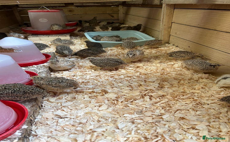 Quail poultry - Advert 1