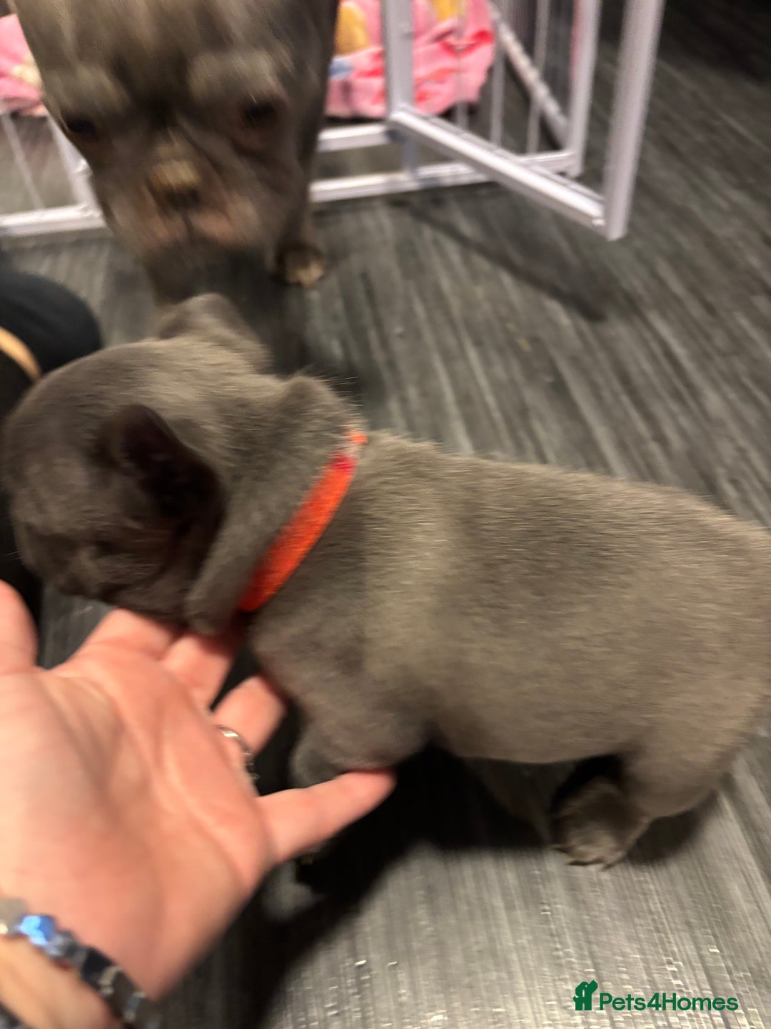 French Bulldog dogs for sale: Male French bulldog puppies  - Advert 13