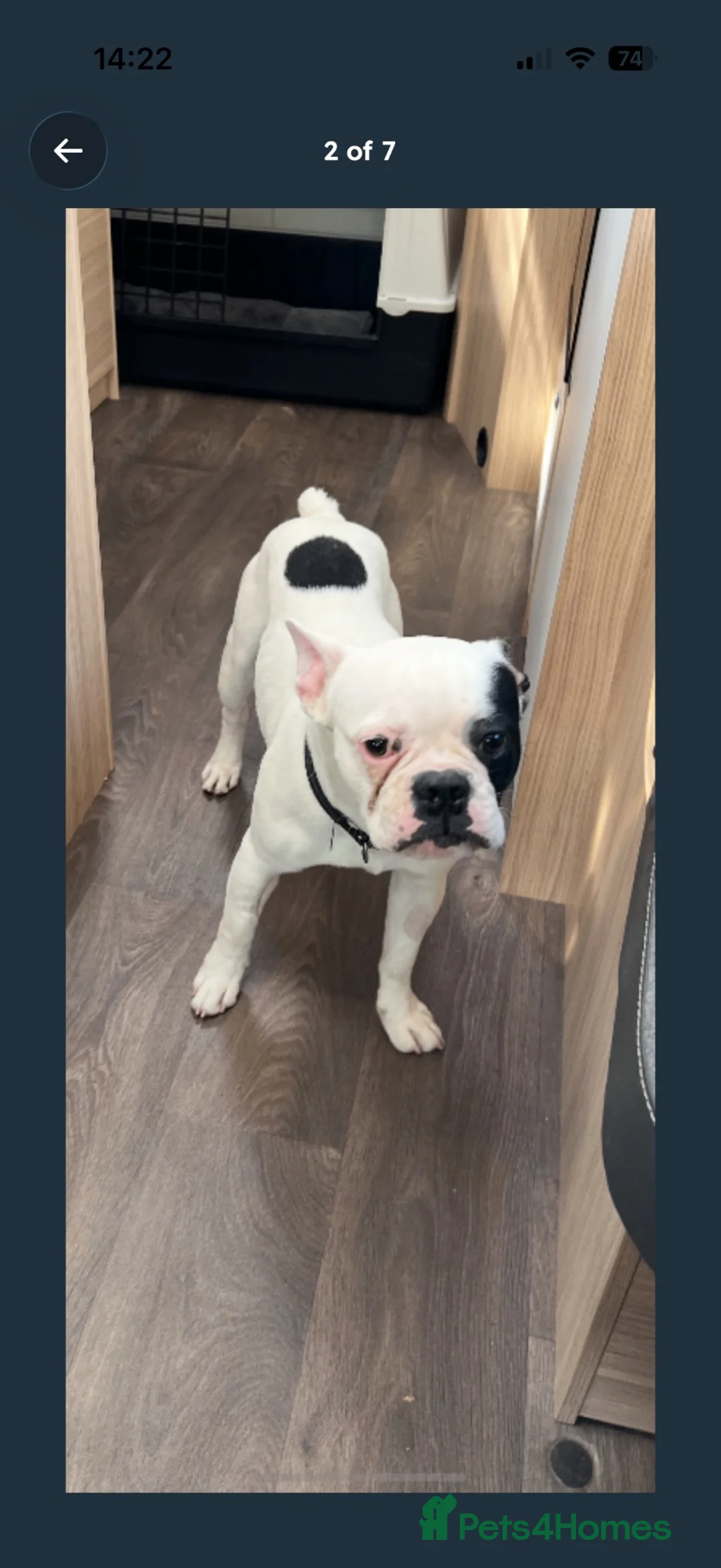 French Bulldog dogs for sale: French bull dog  in Elgin - Advert 1