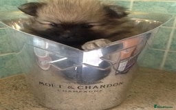 Pomeranian dogs for sale: XS Kc reg quality Pomeranian puppies  - Image 3