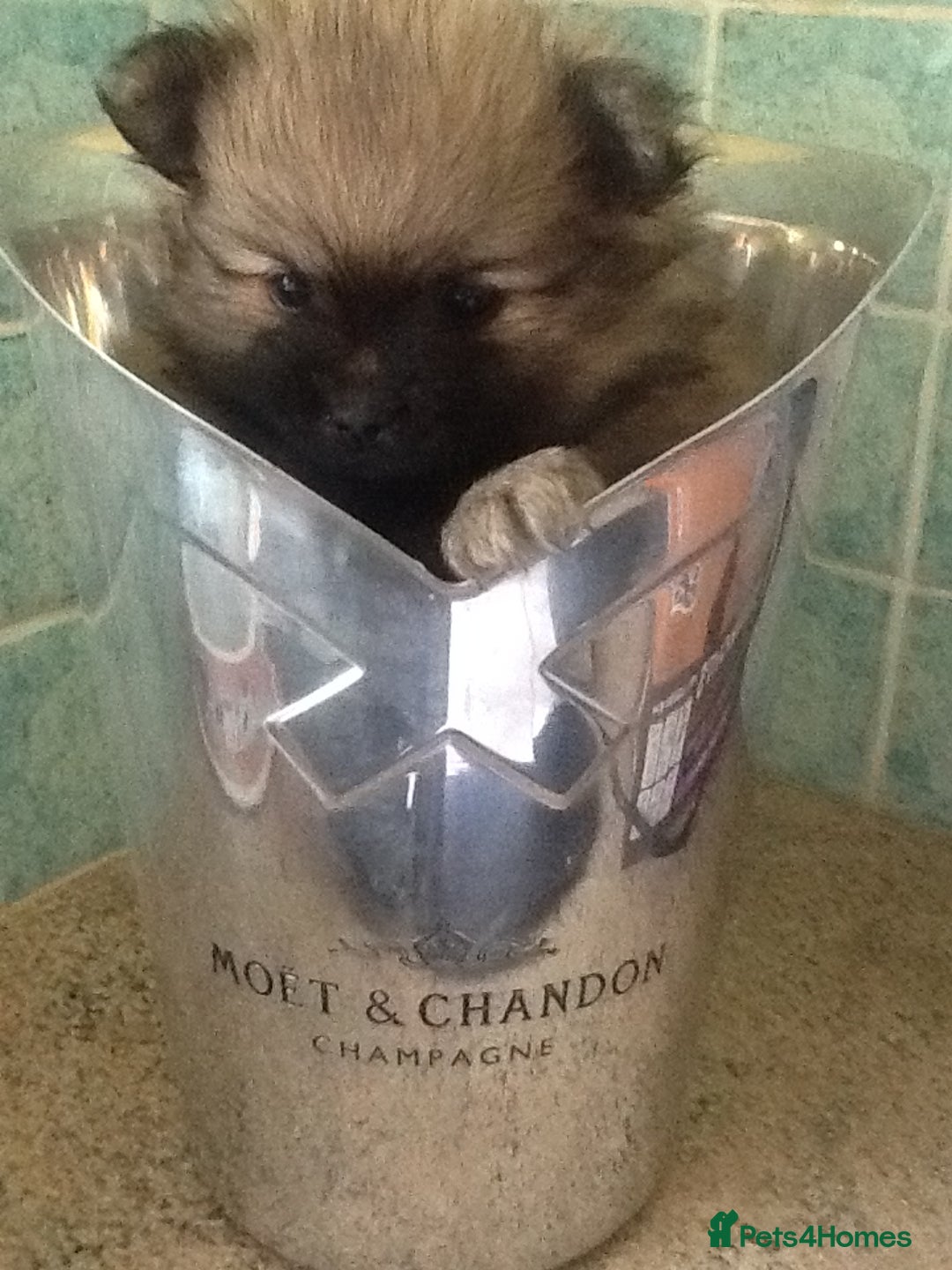 Pomeranian dogs for sale: XS Kc reg quality Pomeranian puppies  - Image 3