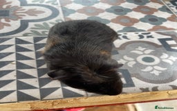 Guinea Pig rodents for sale: 2 Baby Guinea Pigs Looking For Homes in Wigan - Image 6