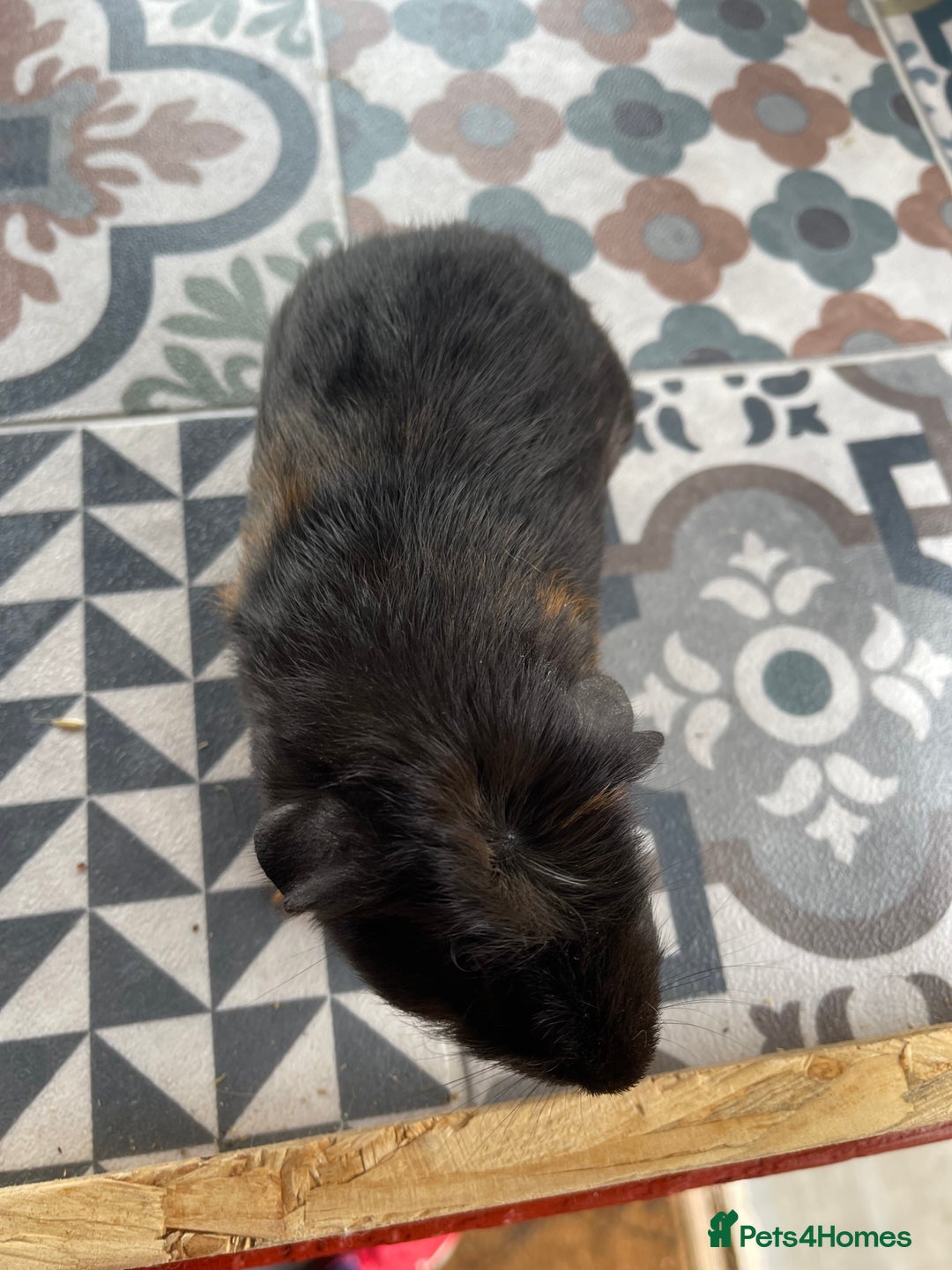 Guinea Pig rodents for sale: 2 Baby Guinea Pigs Looking For Homes in Wigan - Image 6