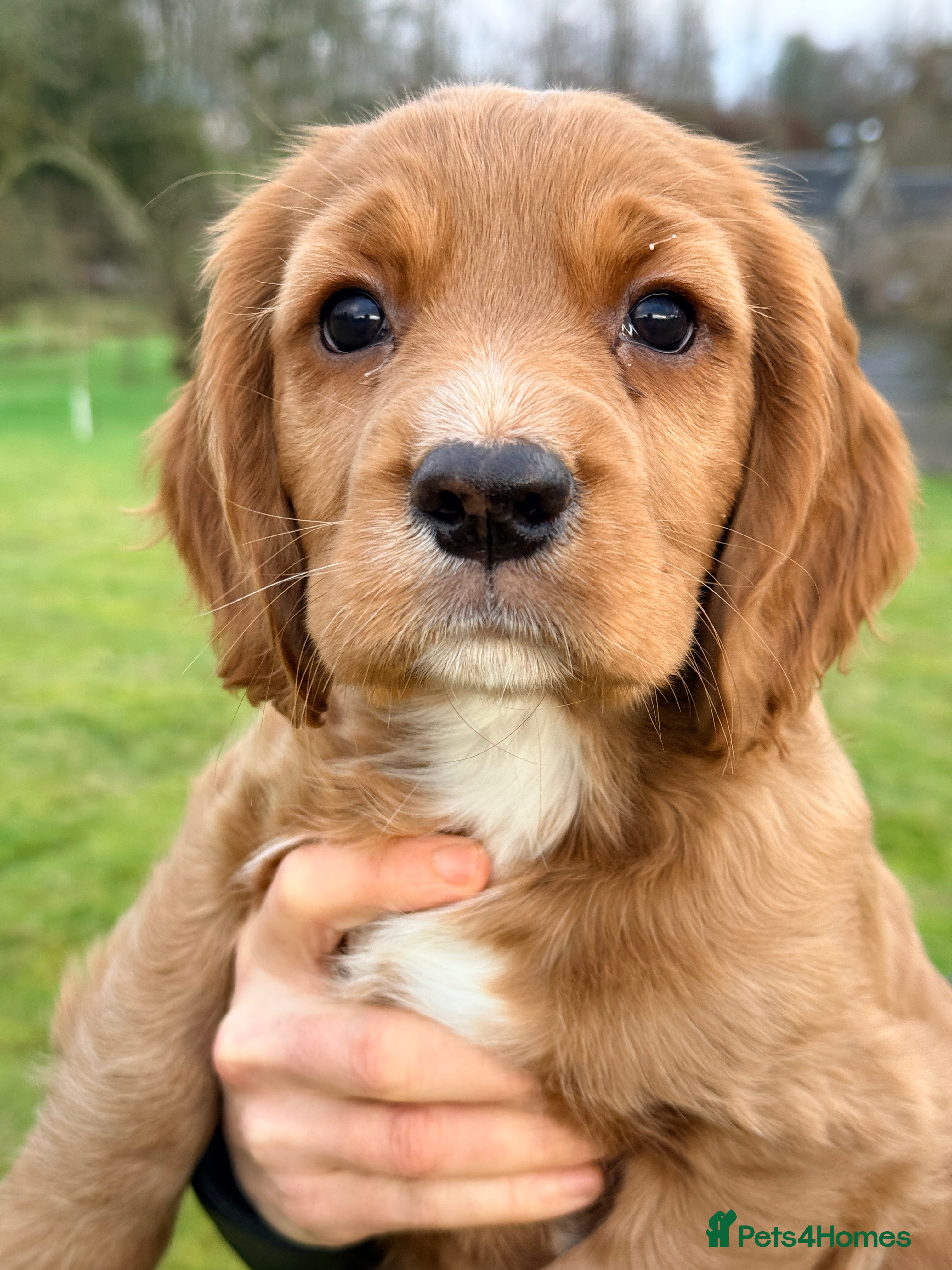 Mixed Breed dogs Golden Red Cockalier Puppies 1x boy 1x girl  - Advert 1