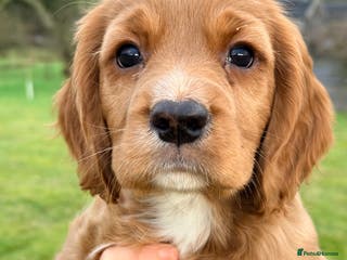 Mixed Breed dogs Golden Red Cockalier Puppies 1x boy 1x girl - Advert 1