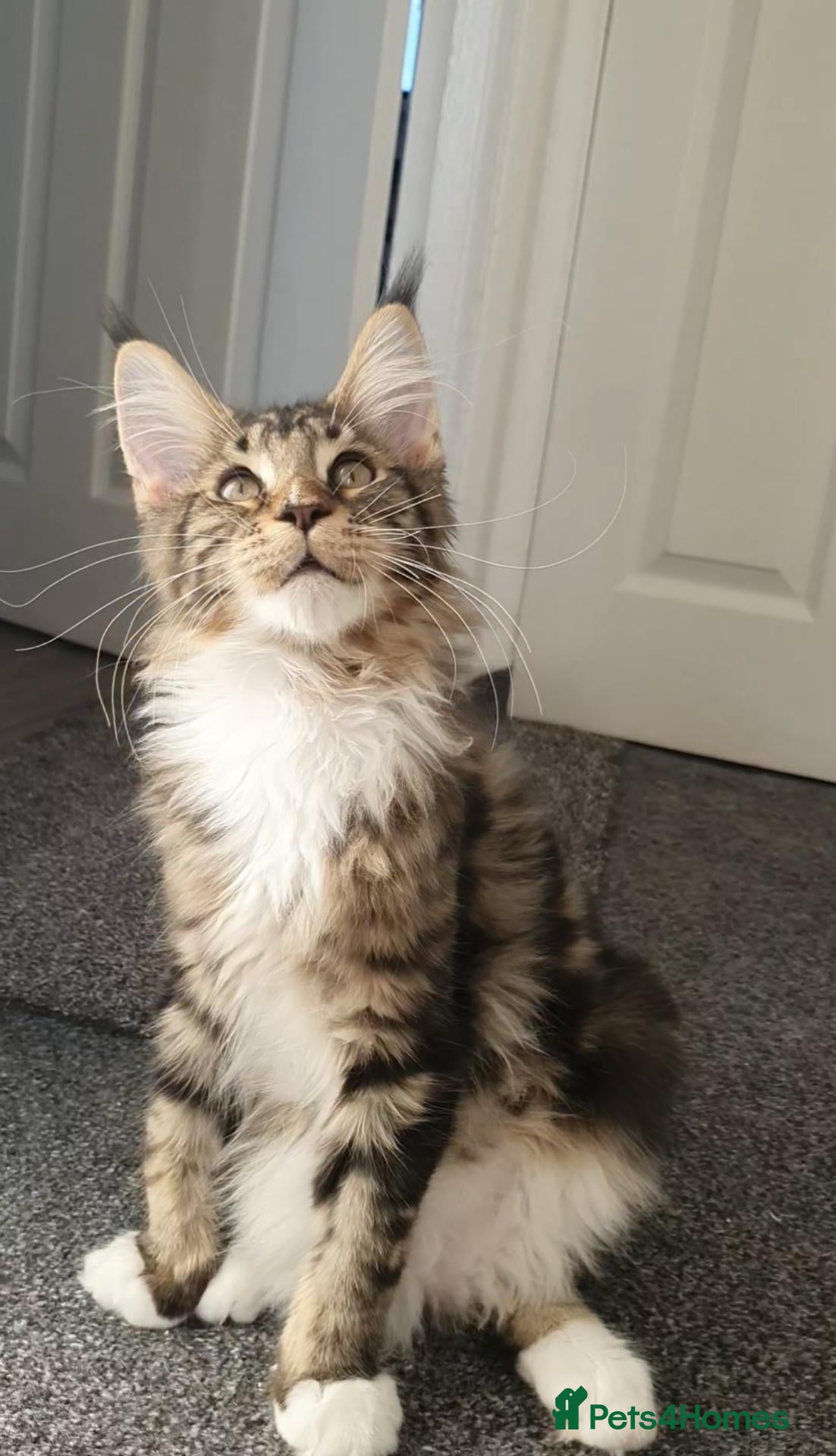 Maine Coon cats only one boy left pure maine coons - Advert 1