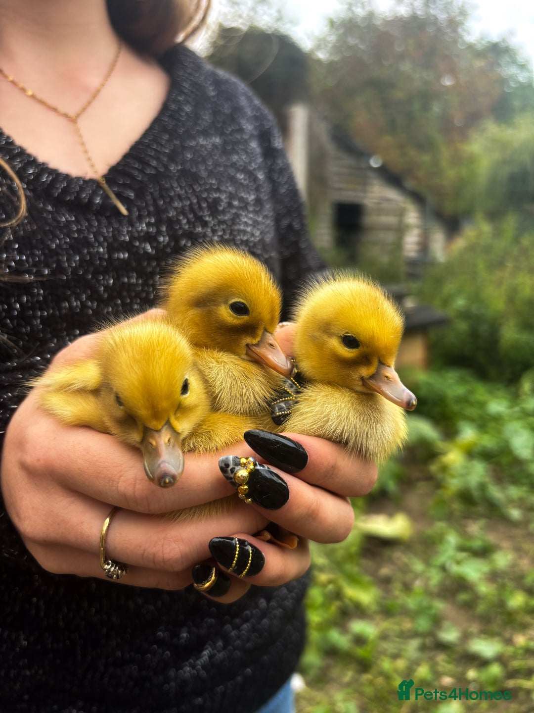 Mixed Breed birds for sale: Welsh harlequins  - Image 2