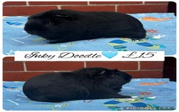 Guinea Pig rodents for sale: Guinea pig boars  - Image 19