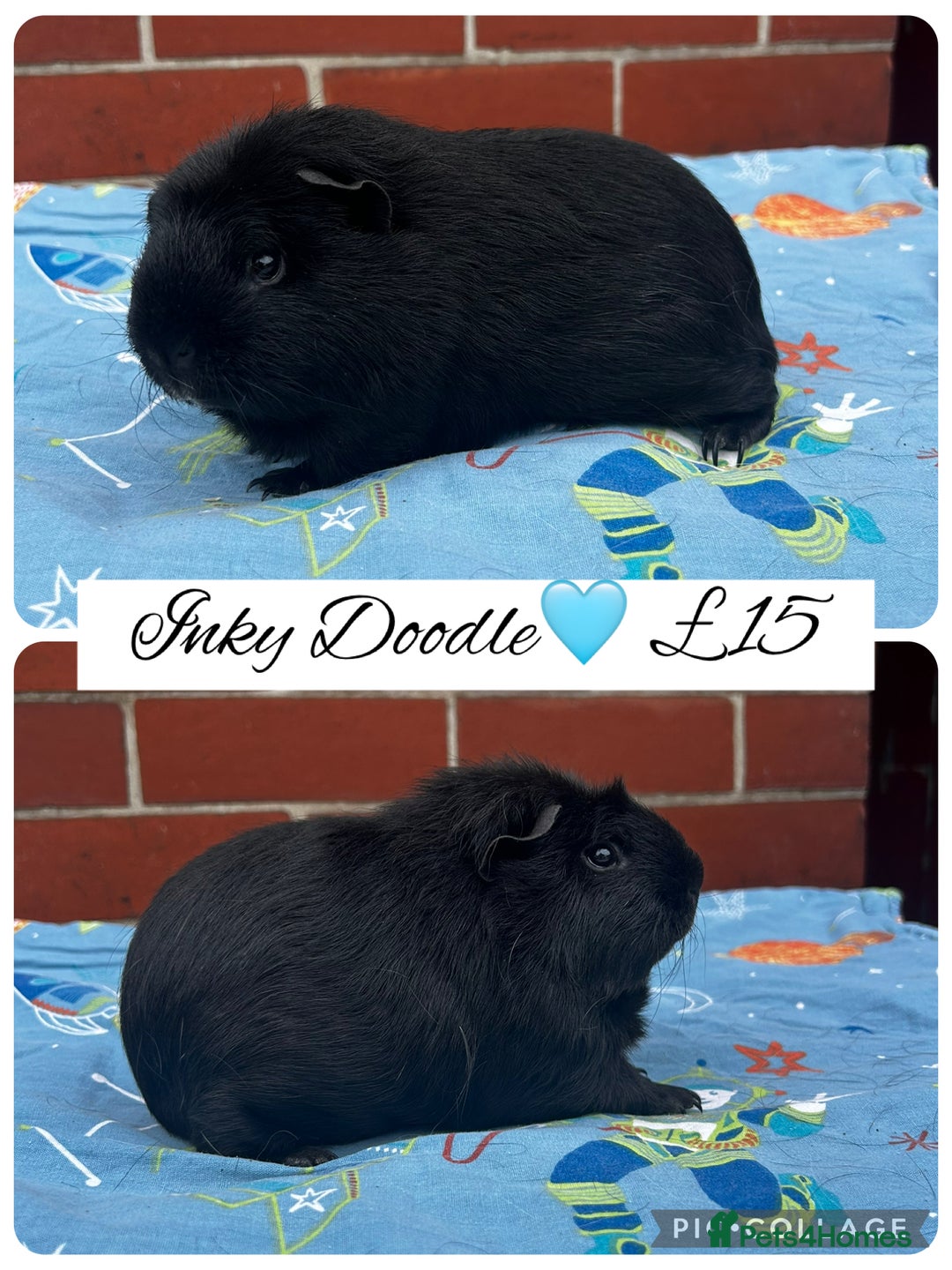 Guinea Pig rodents for sale: Guinea pig boars  - Image 19