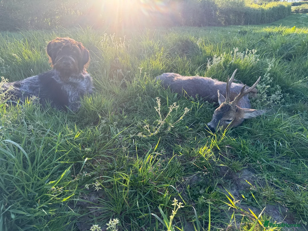 German Wirehaired Pointer dogs for sale: Enzo 18Month Part Trained– German VDD Line  - Advert 4