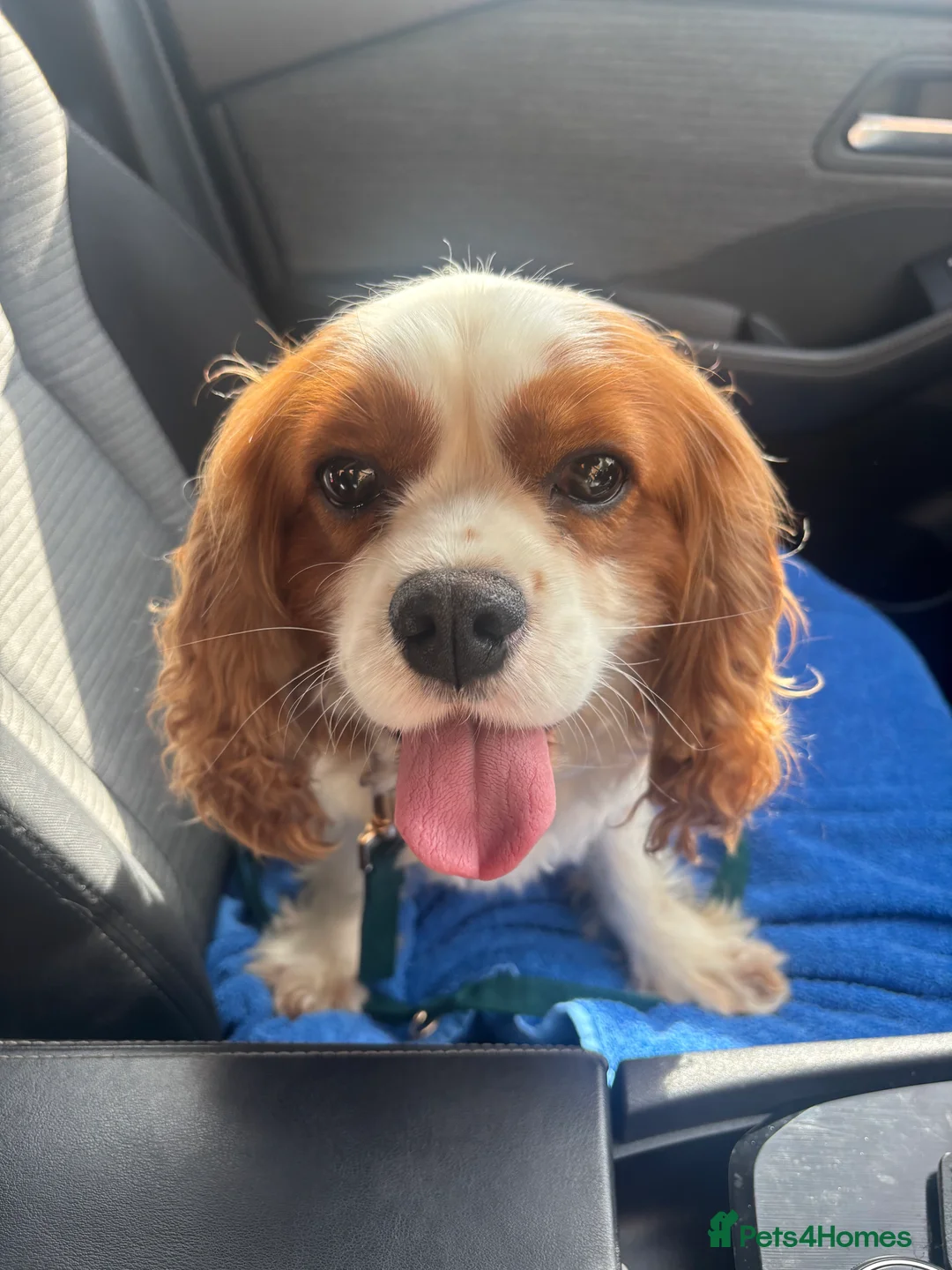 Cavalier King Charles Spaniel dogs for sale: Heart/Eye/Health tested KC Reg Male Cavalier - Advert 2