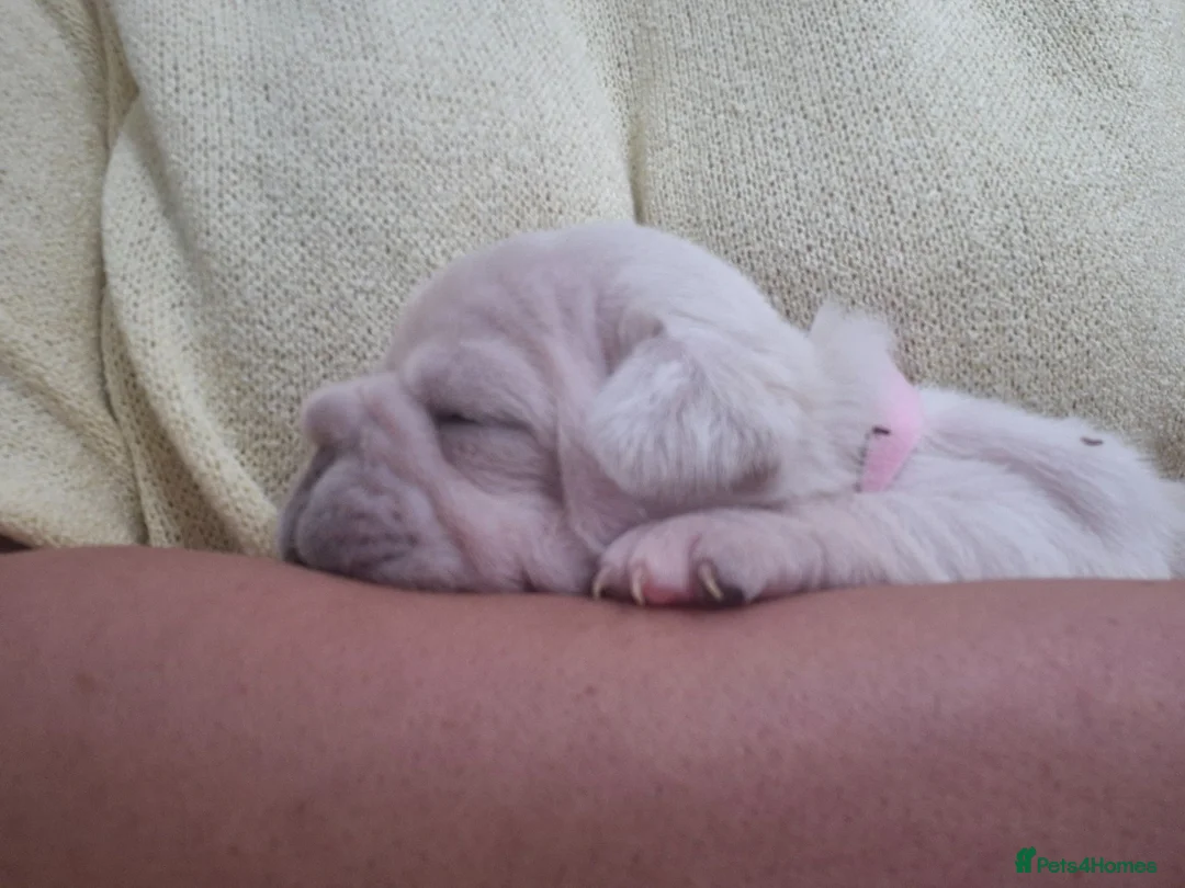 French Bulldog dogs for sale: Pet litter Frenchies with rope female - Advert 2