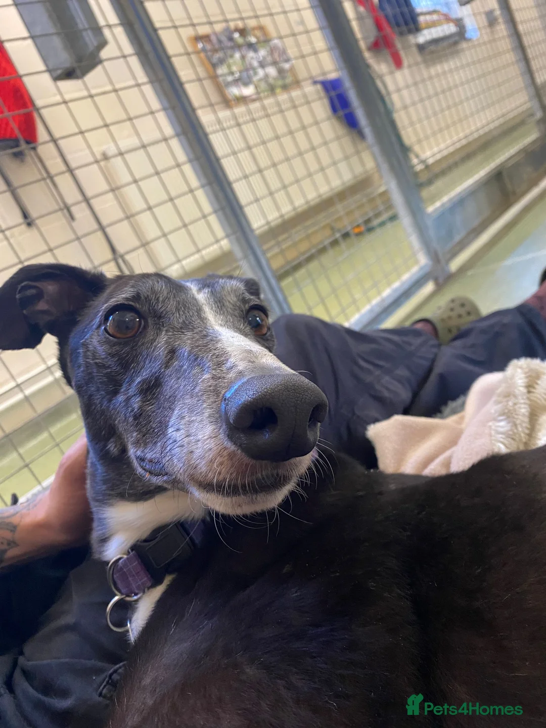 Greyhound dogs for adoption: Sylvie - Advert 4