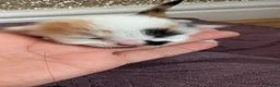 Mixed Breed cats for sale: £40 each or 2 for £70 - read description :) in Liverpool - Advert 22