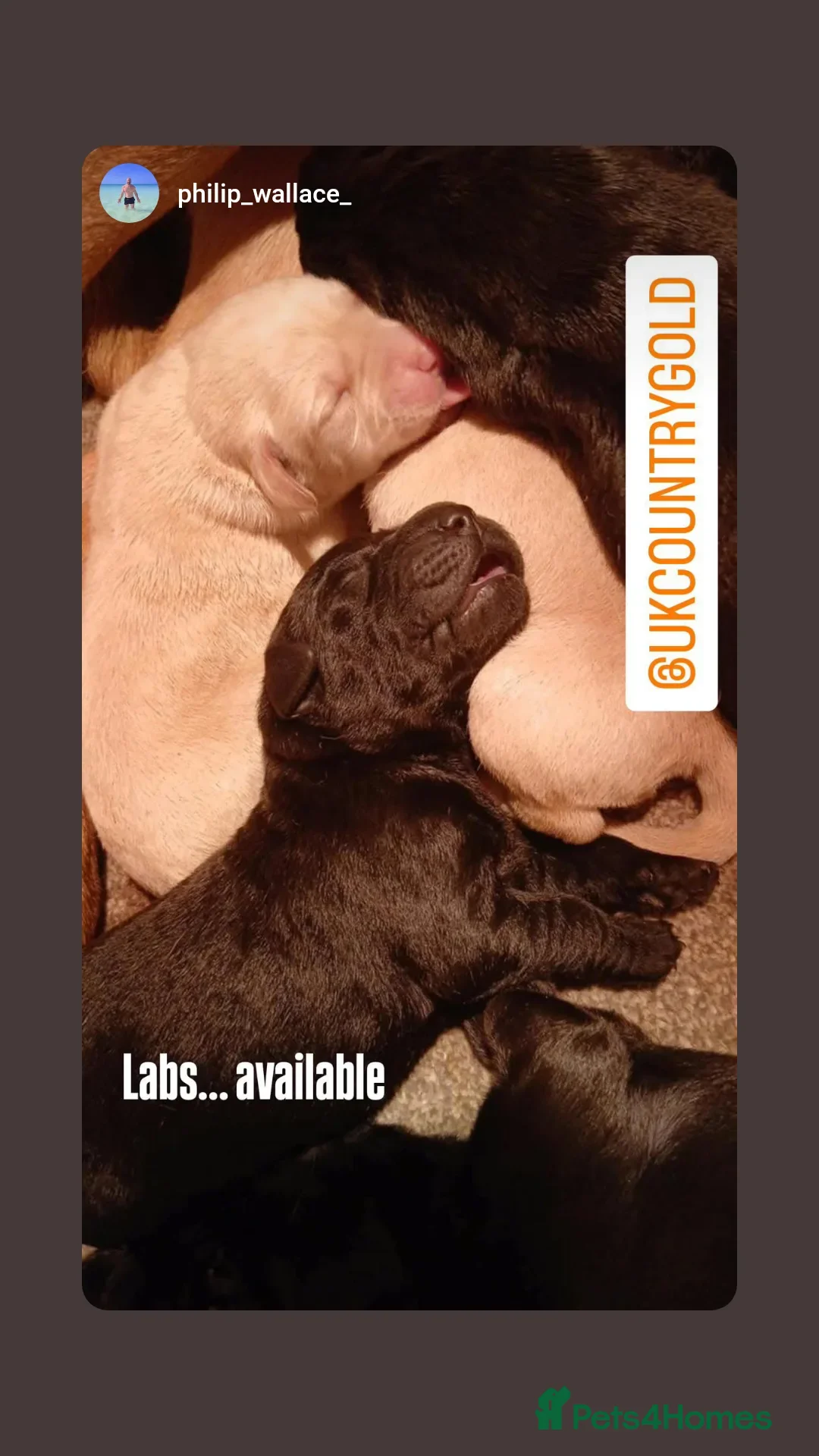 Labrador Retriever dogs for sale: Exceptional FTCHAMPION Labrador Retriever Puppies - Image 8