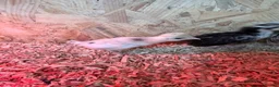 Mixed Breed poultry for sale: Ducks, ducklings, pullets, chicks - Advert 26