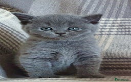 British Shorthair cats for sale: Boy and girl available  - Image 6