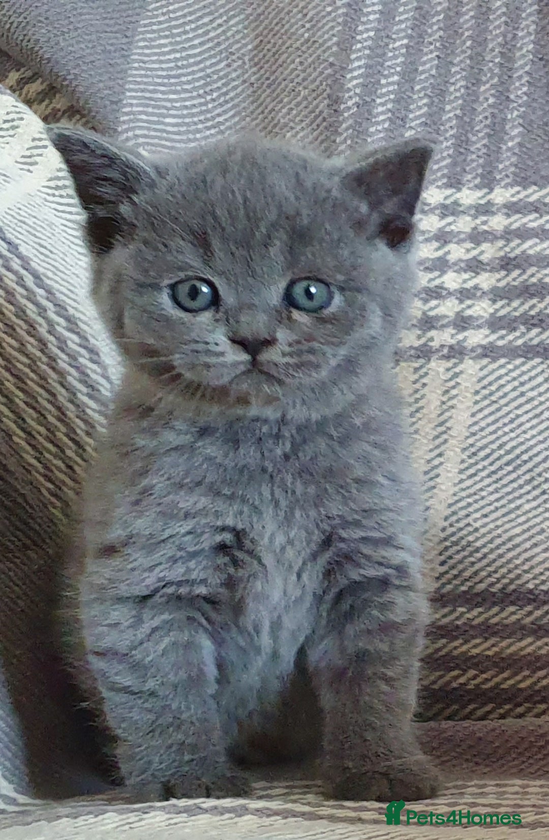 British Shorthair cats for sale: Boy and girl available  - Image 6