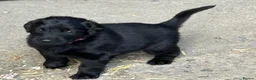 Flat coated Retriever dogs for sale: Fabulous litter of flatcoated retriever puppies - Advert 3