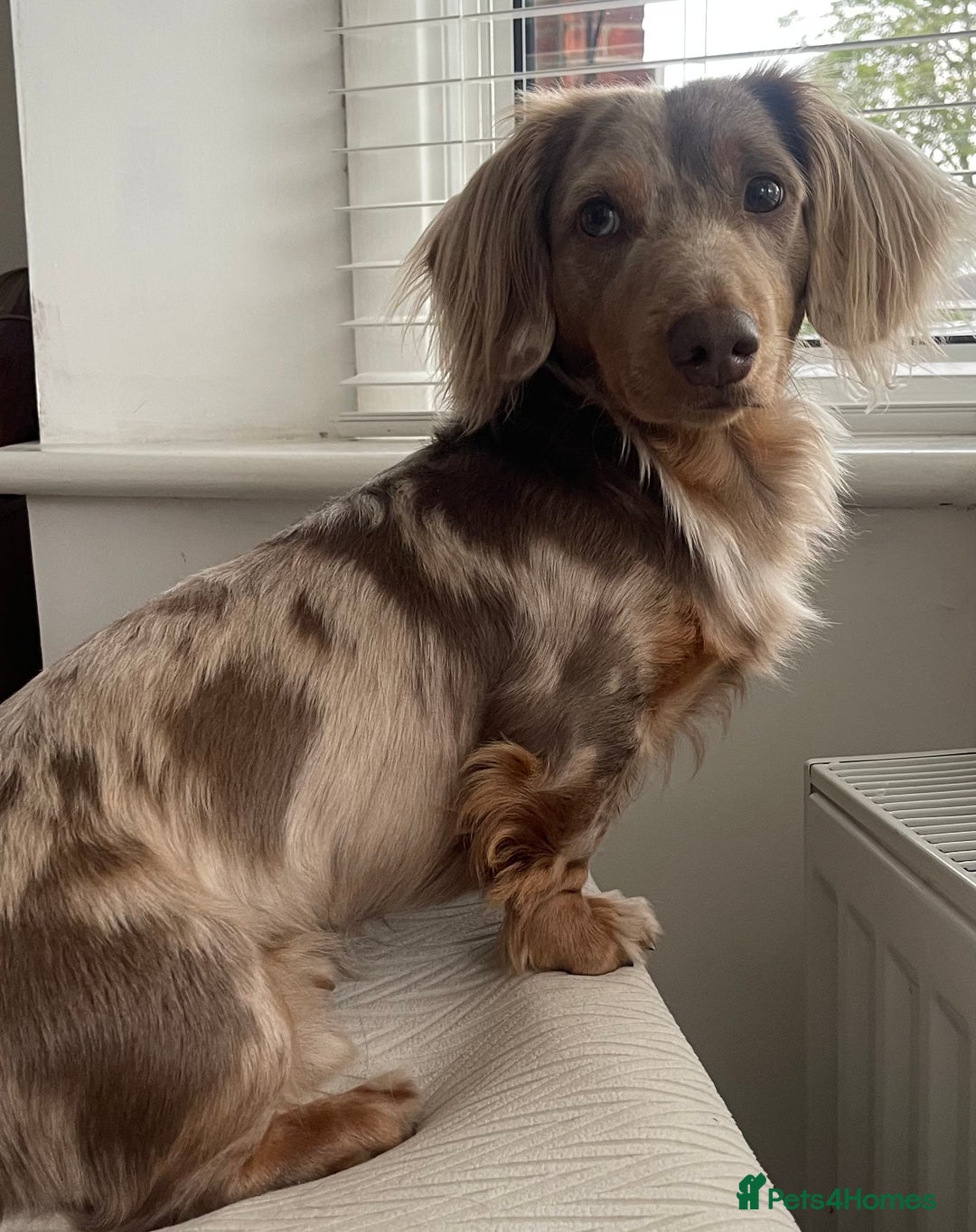 Miniature Dachshund dogs for stud: Long haired miniature dachshund for stud - Image 3